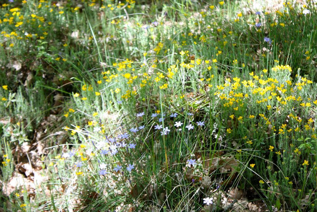 Sous Les Oliviers - Jacuzzi - De Standing Tout-equipes Bed & Breakfast Saint-Maximin-la-Sainte-Baume
