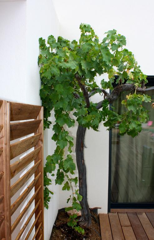 Sous Les Oliviers - Jacuzzi - De Standing Tout-equipes 5* Saint-Maximin-la-Sainte-Baume